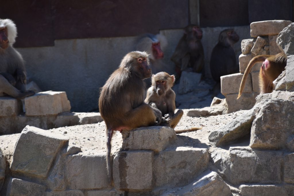 Mantelbaviaan Hamadryas baboons